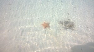 A Sea Star in Serenity Bay at Disney's Castaway Cay